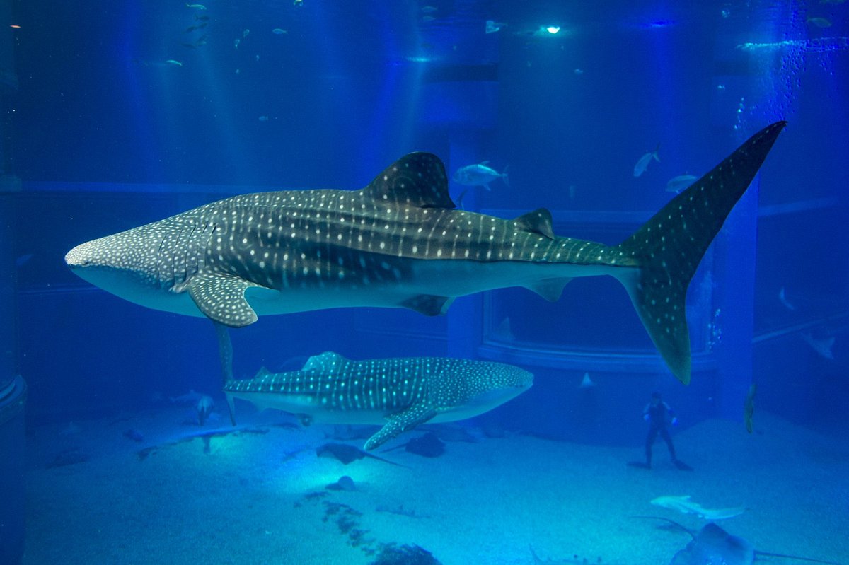 Osaka Aquarium Kaiyukan