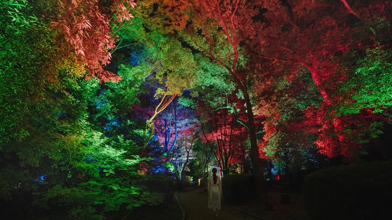 A serene night walk through a vividly illuminated forest, showcasing colorful lights on lush trees at teamLab Botanical Garden Osaka