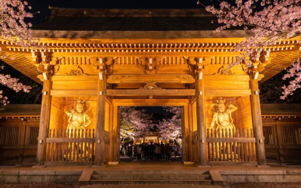 Cherry blossoms illuminate a traditional Japanese temple entrance at night, creating a serene atmosphere for visitors.